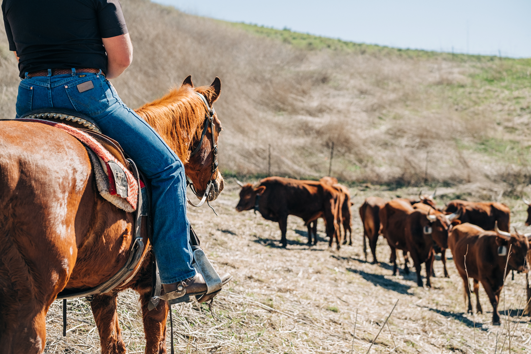 Cattle Grazing