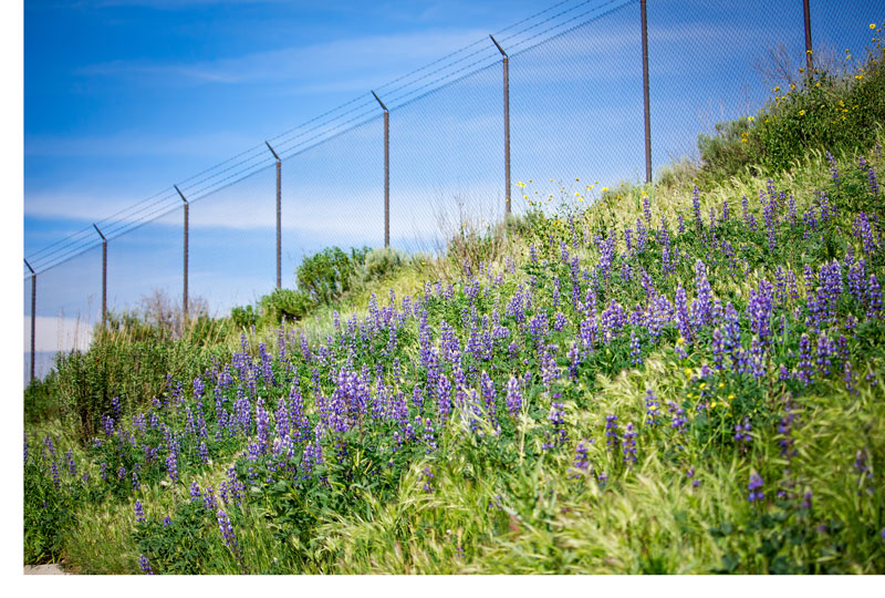 Wildlife Fence