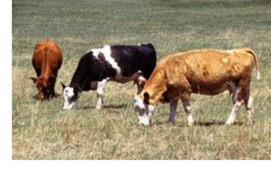 Grazing Cattle