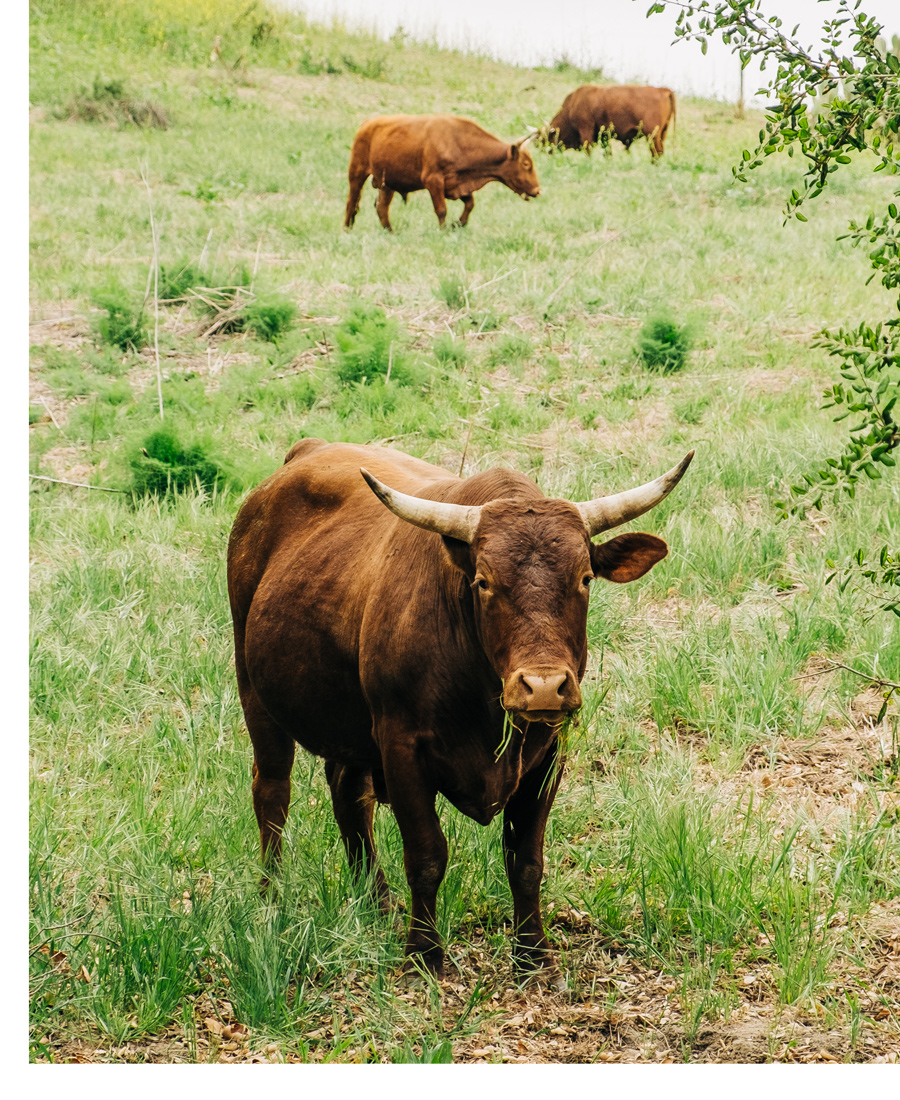 Live Oak Cattle Grazing