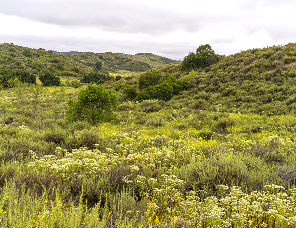 Upper Chiquita Mitigation Area near SR241