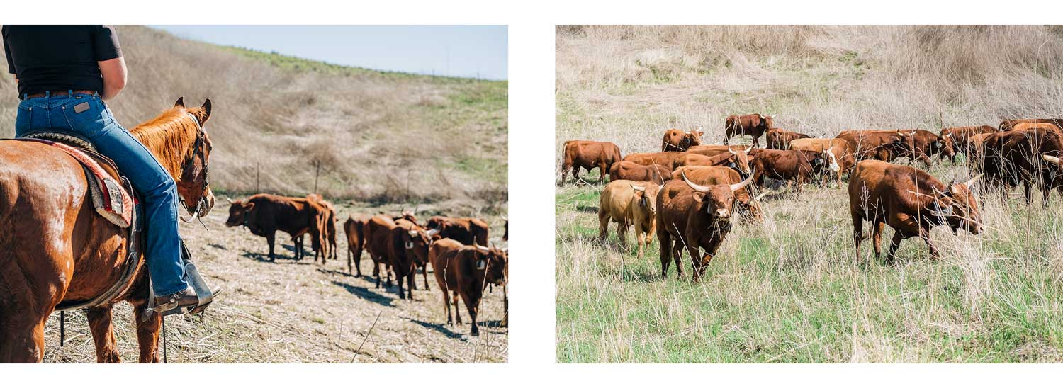 Cattle Grazing