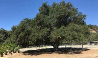 Oak Tree at Saddle Club